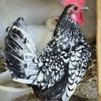 خروس مینیاتوری سبرایت جوان