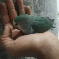 کوتوله فیروزه ای تپل|پرنده|چناران, |دیوار