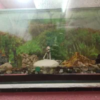 اکواریوم ماهی|ماهی|شریف‌آباد, |دیوار