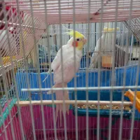 ۳عدد پرنده ی عروس