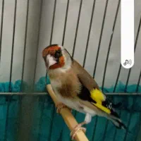 سهره جوجه قفس