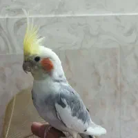 عروس هلندی سخن گو