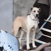 سرابی ماده دم کوتاه گم شده