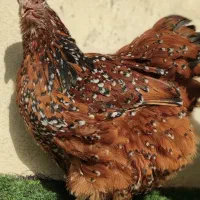 تخم نطفه دار اورپینگتون|حیوانات مزرعه|تهران, امام زاده عبدالله|دیوار