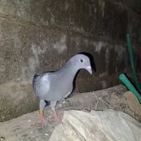 جوجه پلاکی