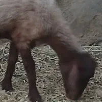 پشم