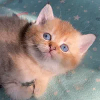 بریتیش گلد|گربه|رشت, گلباغ نماز|دیوار