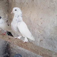 کبوتر|پرنده|قشم, |دیوار