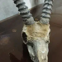 شاخ آهوجیبیر قشم