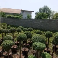 مورد پیوندی|گل و گیاه طبیعی|کلاچای, |دیوار