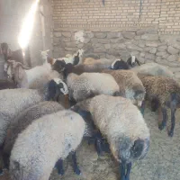 گوسفند شالی