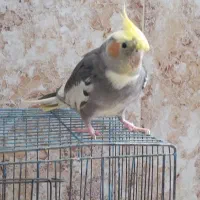 عروس هلندی