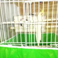 چهار جفت عروس هلندی با دوتا جوجه|پرنده|مشهد, رضاییه|دیوار