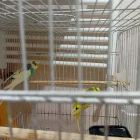 طوطی برزیلی / مرغ عشق