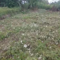 علف زنی و سم پاشی