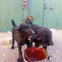 سگ سرابی.