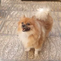 یک جفت سگ پامر به فروش میرسد