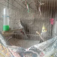 عروس هلندی
