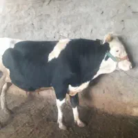 گوساله نر
