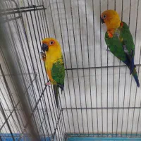 پرنده دستی سخنگو|پرنده|شیراز, شهرک پرواز|دیوار