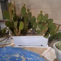 گل کاکتوس رنگی