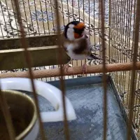 سهره نر|پرنده|گلستان (تهران), |دیوار