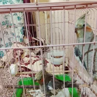 یک جفت عروس هلندی