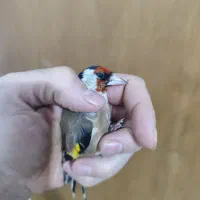 سهره نر سرسیاه و دورگ و کرمونی|پرنده|شیراز, ریاستی|دیوار