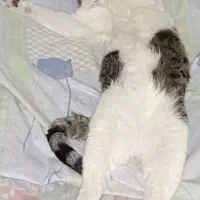 گربه گمشده|حیوانات|مبارکه, |دیوار