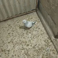 کبوتر