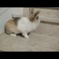 خرگوش لپ هلندی