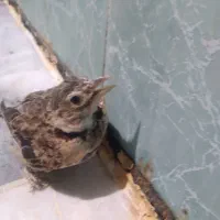 سهره خاکی کهنه کار|پرنده|گرگان, |دیوار