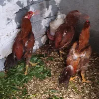 خوروس لاری تاج مهر افغان