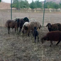 میش افشاری بره