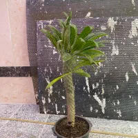 انواع گل فروش‌ ریر‌قیمت محلاتی|گل و گیاه طبیعی|تهران, افسریه شمالی|دیوار