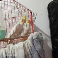 یک جفت عروس هلندی