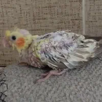 جوجه عروس هلندی در آغاجاری