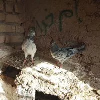 کبوتر