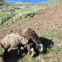 تعدا گوسفند آبستن مالچه