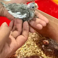 جوجه عروس هلندی