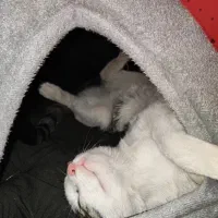 لانه گربه|لوازم جانبی حیوانات|تهران, هاشمی|دیوار