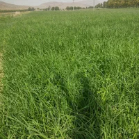 فروش زمین کشاورزی شهرستان سعادتشهر .پاسارگاد