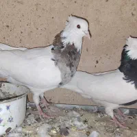 طوقی|پرنده|نورآباد, |دیوار