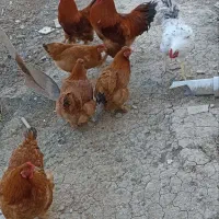 مرغ و خروس پاپر زیبا (دورگه برهما)|حیوانات مزرعه|فرح آباد, |دیوار