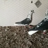 سوسگی دم سفید و سرول|پرنده|میانه, |دیوار