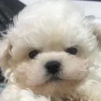 واگذاری توی پودل ۲۲|سگ|شهریار, شهریار|دیوار