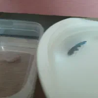 فایتر. گوپی.|ماهی|مشهد, موسوی قوچانی|دیوار