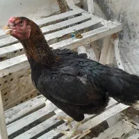 مرغ لاری