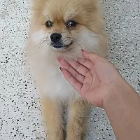 سگ پامرین|سگ|تهران, تهرانپارس شرقی|دیوار