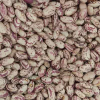 فروش لوبیا چیتی تازه